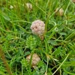 Trifolium fragiferum Λουλούδι