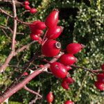 Rosa dumalis Fruit