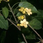 Huberodendron