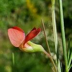 Lathyrus sphaericus Цвят