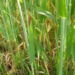 Hordeum vulgare Blad