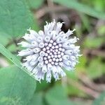Melanthera nivea Λουλούδι