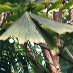 Caryota urens Leaf