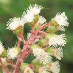 Petasites hybridus Flor