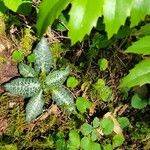 Goodyera oblongifolia Leaf