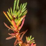 Limonium articulatum Blatt