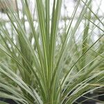 Cordyline indivisa Alkat (teljes növény)