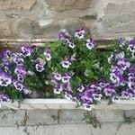 Viola anagae Vekstform