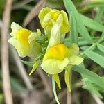 Linaria vulgaris 花