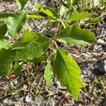 Toxicodendron pubescens Leaf