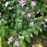 Calamintha menthifolia Flower