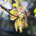 Quercus kelloggii Flower