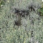 Santolina corsica Habit