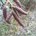Alnus glutinosa Floro
