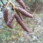 Alnus glutinosa 花