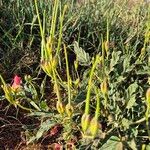 Monsonia longipes Fruit