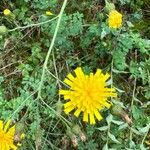 Hieracium sabaudumFlower