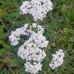 Achillea nobilisCvet