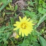 Pyrrhopappus carolinianus Flower