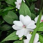 Impatiens hawkeri Õis