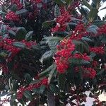 Ilex cornuta Blatt