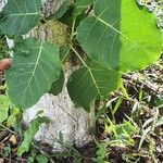 Ficus abutilifolia Blad