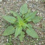 Nicotiana acuminata Агульны выгляд