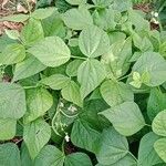 Phaseolus vulgaris 整株植物