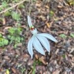 Caladenia catenata Blüte