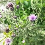 Cirsium arvense Blüte