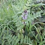 Vicia sepium 整株植物