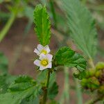 Melochia corchorifolia Flower