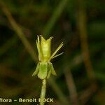 Saxifraga hirculus Vaisius
