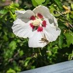 Hibiscus syriacus花