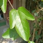 Passiflora vitifolia Hoja