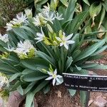 Pancratium illyricum Habit