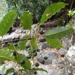 Elaeocarpus rotundifolius Fruit