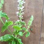 Mentha spicata Flower