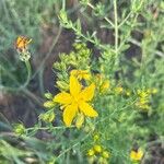 Hypericum perfoliatumLorea