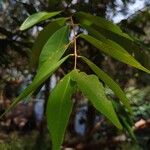 Syzygium antisepticum Leaf