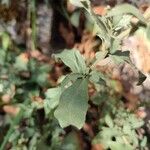 Plumbago europaea Leaf