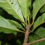 Terminalia bucidoides Leaf