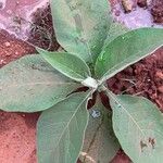 Solanum mauritianum Levél