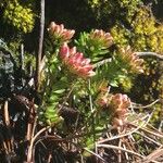 Sedum goldmanii Hoja