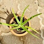 Aloe officinalis Foglia
