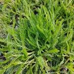 Achillea tomentosaLeaf