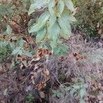 Cistus albidus Blatt