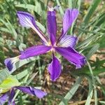 Iris spuria Blomst