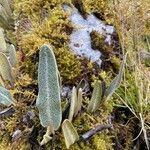 Elaphoglossum engelii Blad