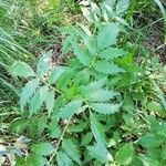 Valeriana officinalis Leaf